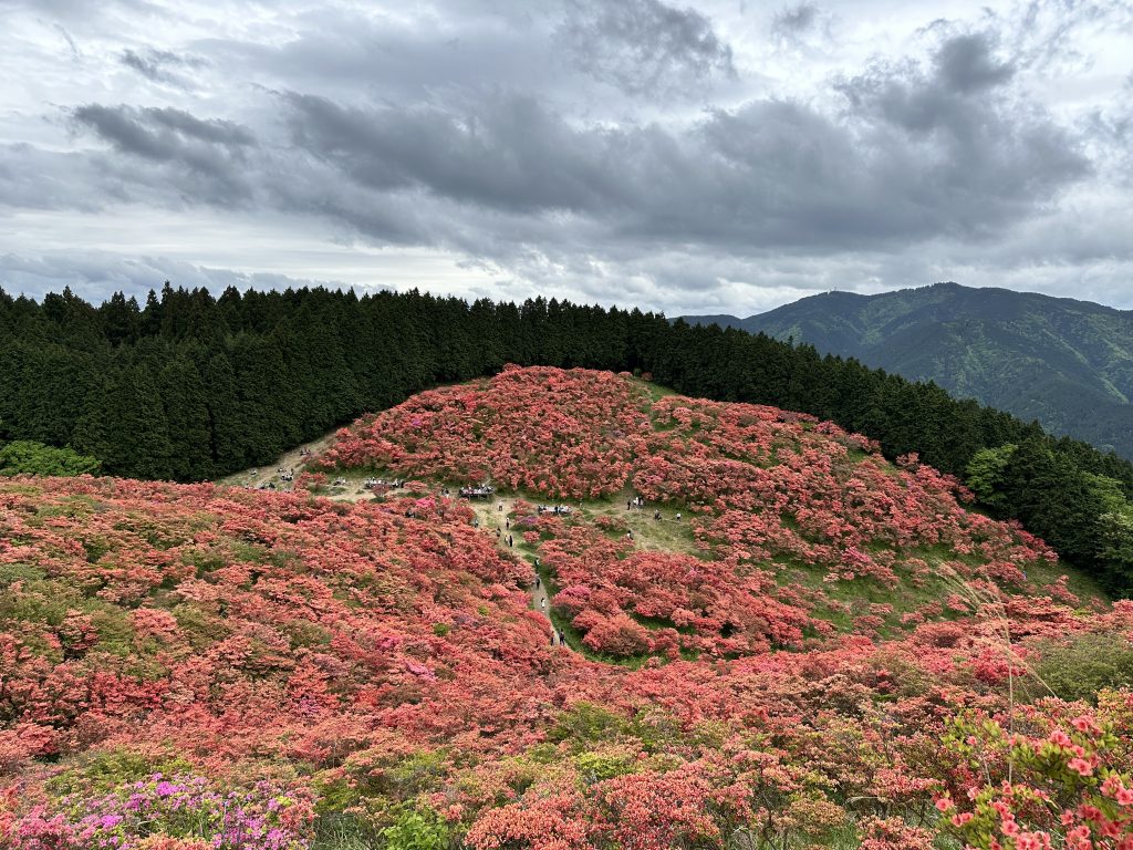 葛城山　つつじ園　奈良　観光