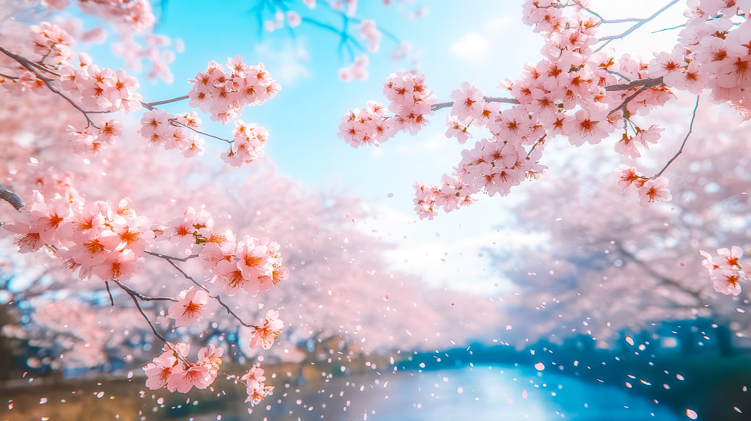 japan sakura