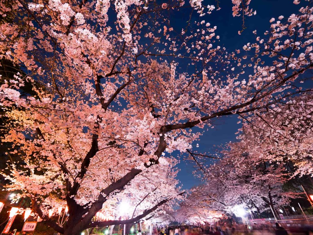 japan sakura