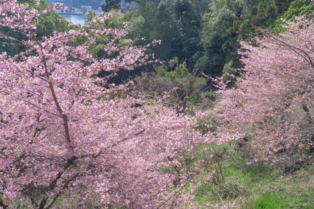 japan sakura