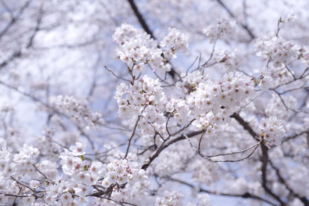 japan sakura